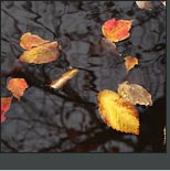 Photo of leaves on water